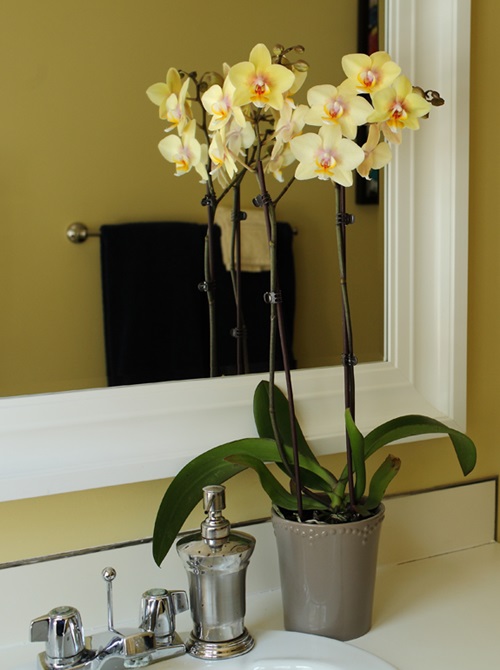 How-to-Decorate-Your-Home-Interior-with-Orchid-Flowers-16